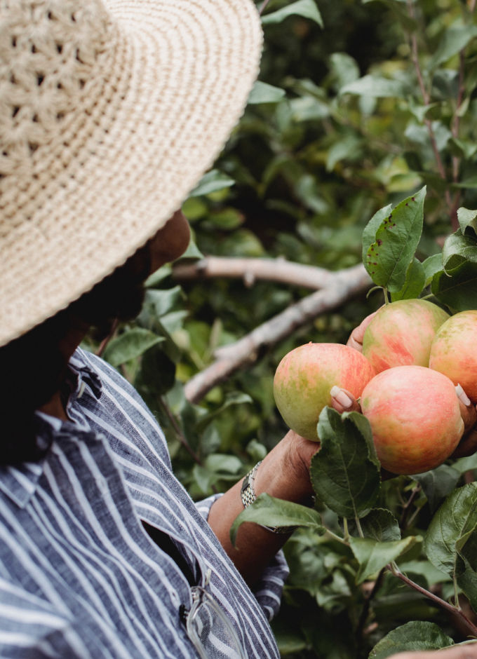 A worker picking up fruits from tree